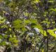 Cephalanthus  occidentalis